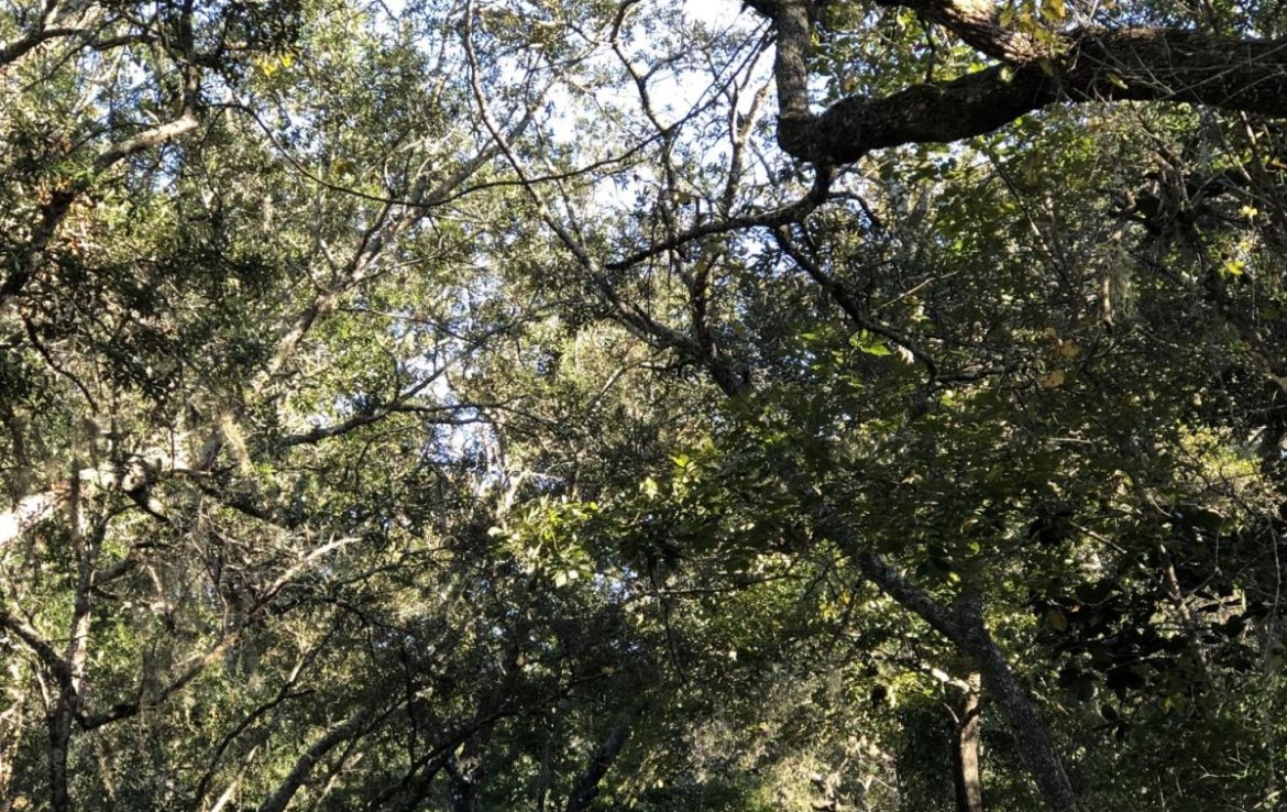 2-Lot-4-Adair-Lane-Road View